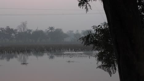 Aufnahme-Von-Durchnässten-Getreidefeldern-Mit-Beschädigten-Pflanzen,-Die-In-Der-Ferne-In-Sindh,-Pakistan,-Am-Abend-Sichtbar-Sind