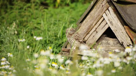 wild brown owl in front of wooden hut in wild nature with flowers and plants during sunny day - medium shot