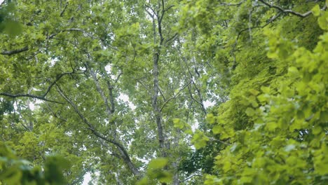 Der-Wald-Der-Osterinsel-In-Sandefjord