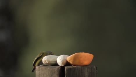 pequeño pájaro tropical comiendo frutas en el jardín