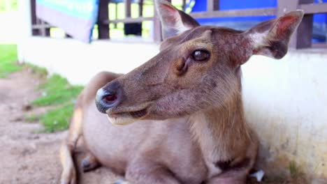 los ciervos se pueden encontrar en todo el parque nacional de khao yai en tailandia.