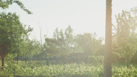 orchard with fruit trees, pan left with sun rays