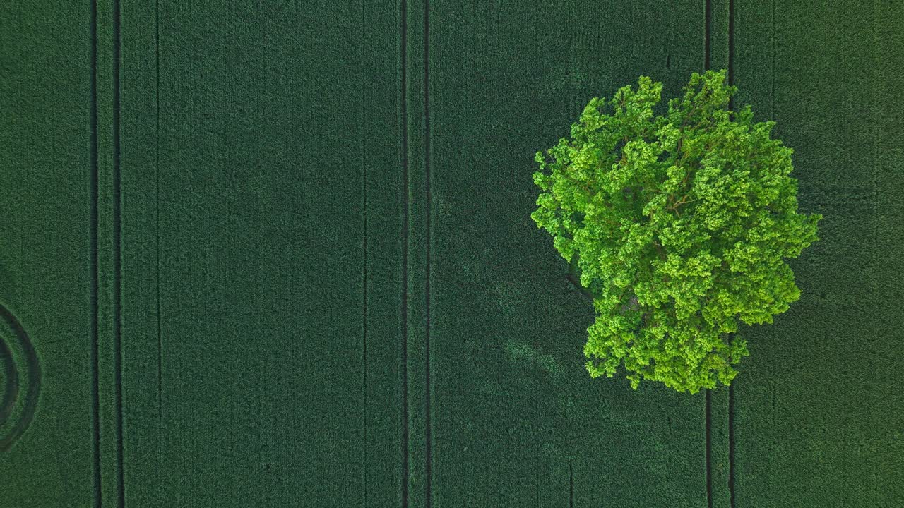 Lush green tree stands out in a grain field, top-down drone view in summer calm