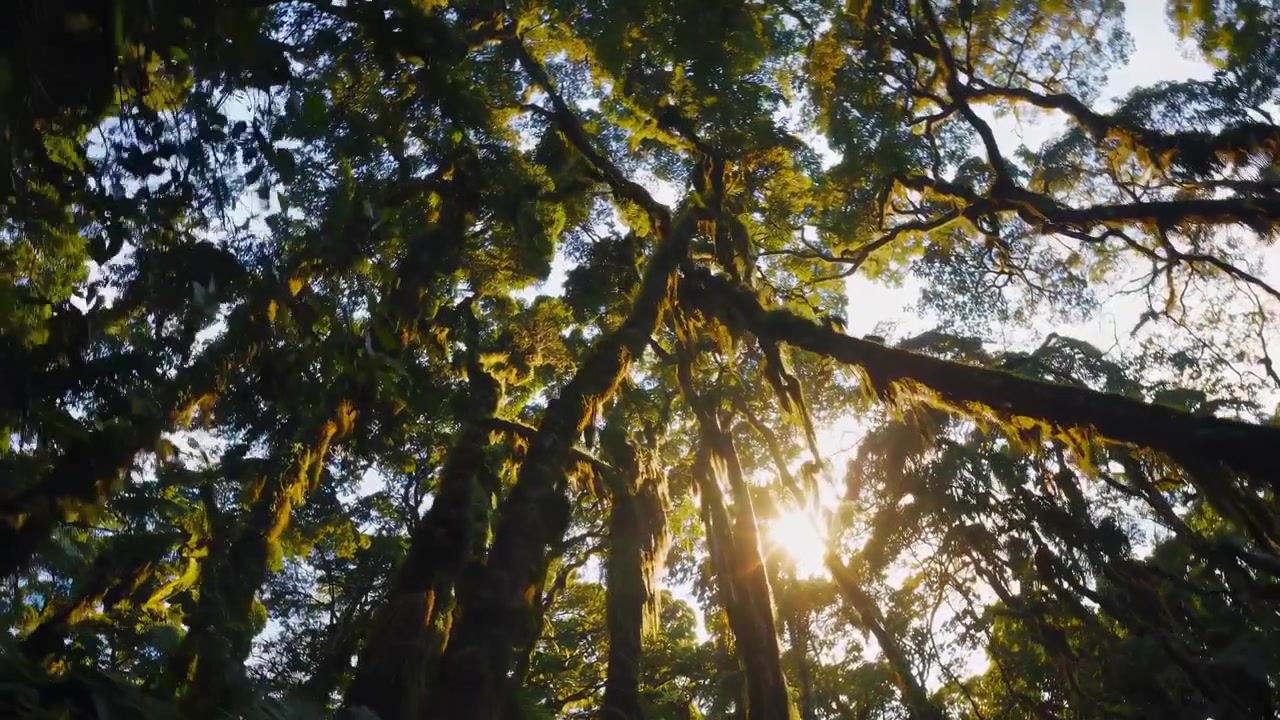 Vista en contrapicado de la luz del sol filtrándose a través del denso dosel forestal