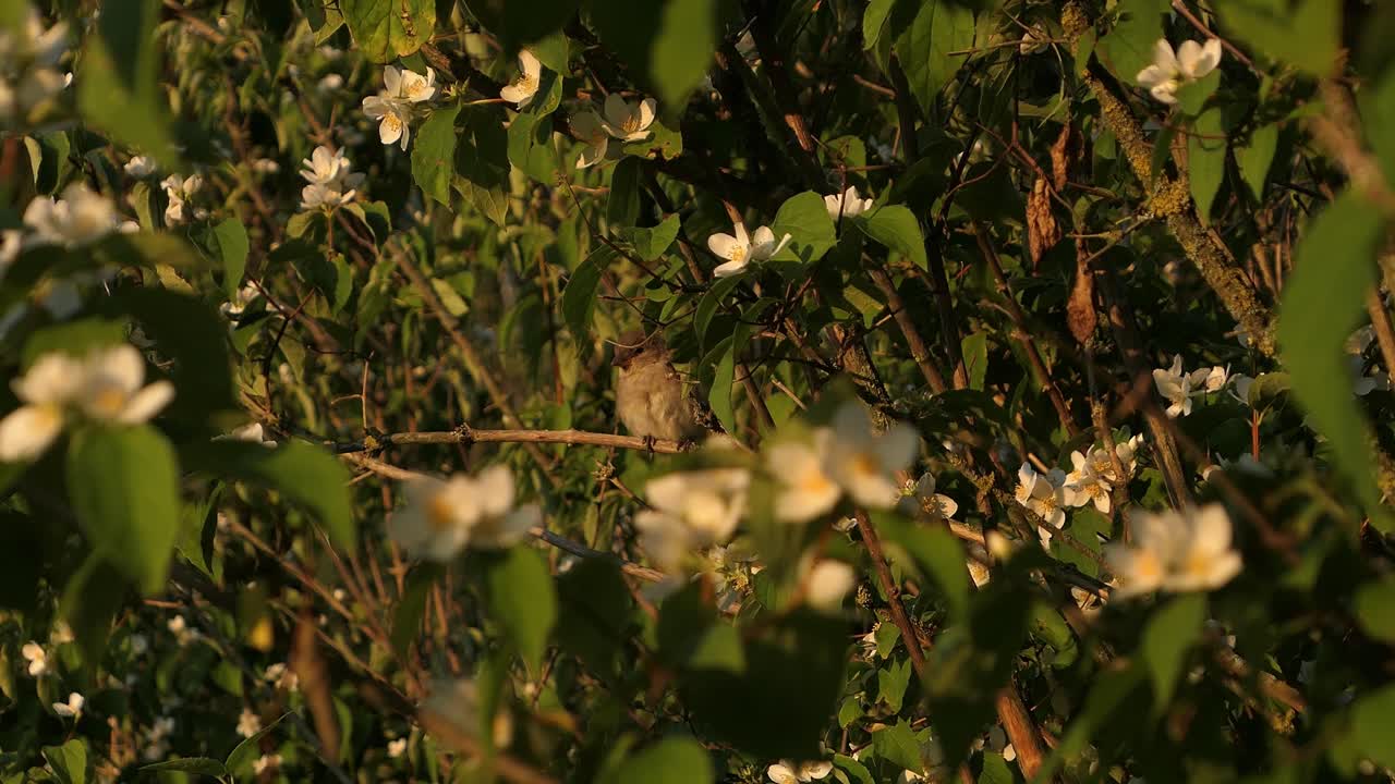 pequeño pájaro cantando en el árbol de manzana en flor, pájaro y flores blancas al atardecer