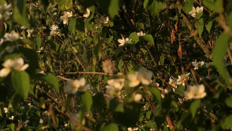 Little-bird-singing-in-blooming-apple-tree,-bird-and-white-flowers-at-sunset
