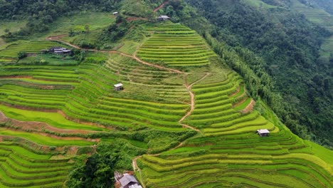 Producción-De-Arroz-Vietnamita