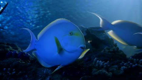 aquarium, fish tank, coral reef, animals, nature