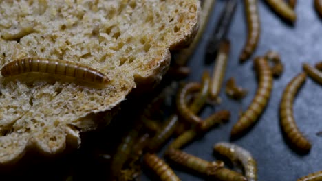 the mealworm is a species of darkling beetle used to feed pets like fish, snakes, birds, and frogs