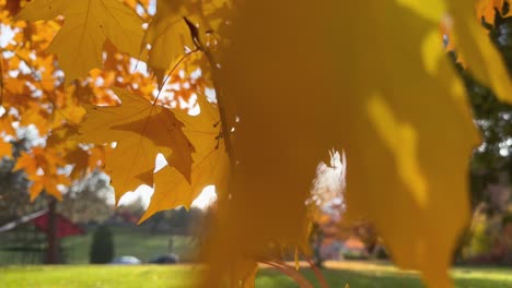 close-up of a maple leaf on a branch with a sunburst