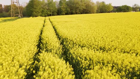 Lush-field-of-blossoming-yellow-rapeseed-in-the-countryside-of-Hesse-in-Germany,-Europe