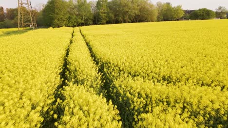 Exuberante-Campo-De-Colza-Amarilla-Floreciente-En-El-Campo-De-Hesse-En-Alemania,-Europa