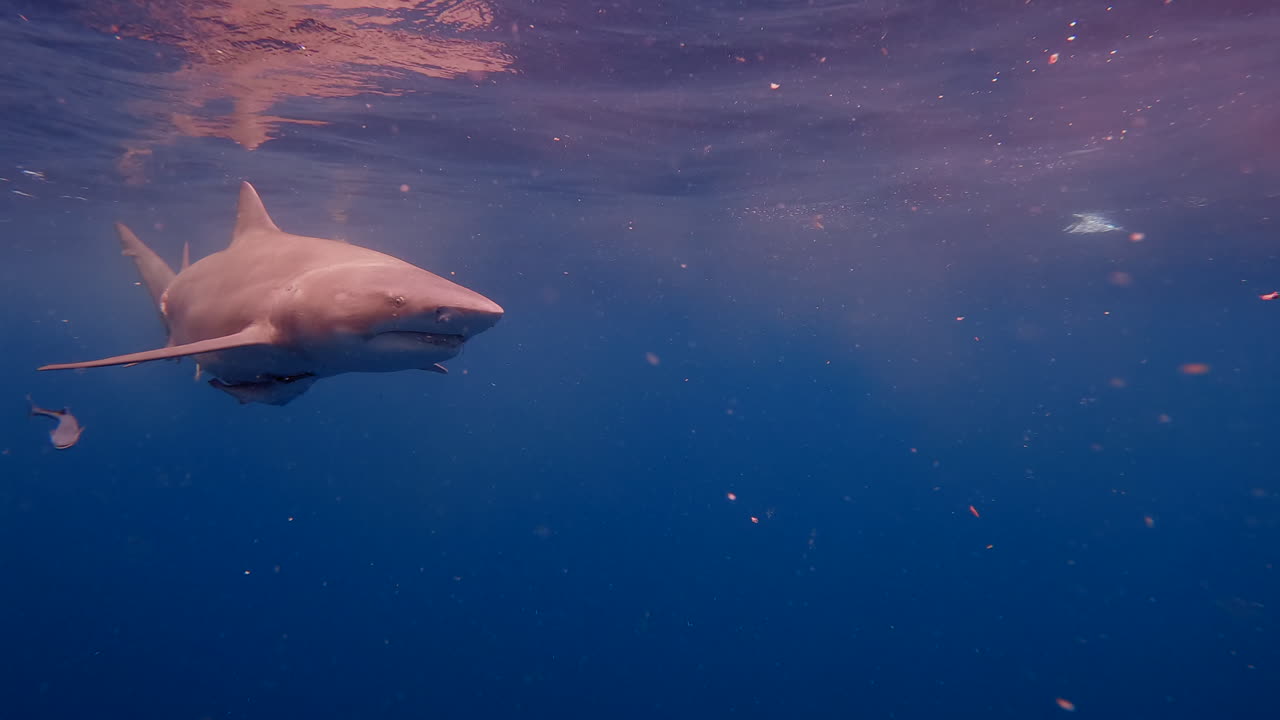 tiburón limón nadando en la superficie del océano al atardecer