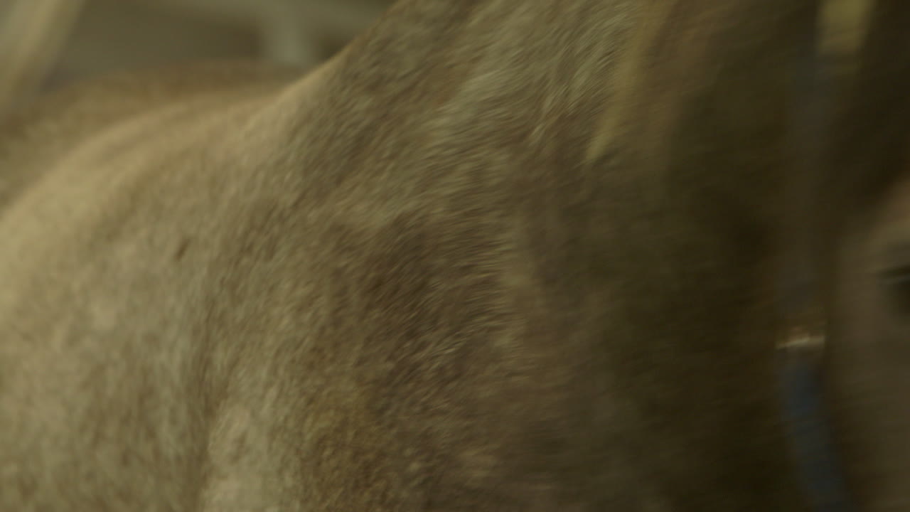 hombres que llevan caballos grandes y pequeños a los establos