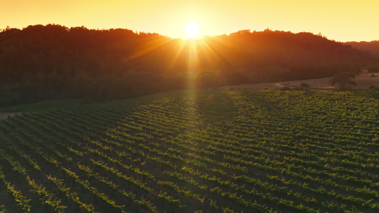 Rays of warm setting sun falling on the green rows of vine. Young vine growing on the agricultural field limited by trees. Yellow skies at backdrop.