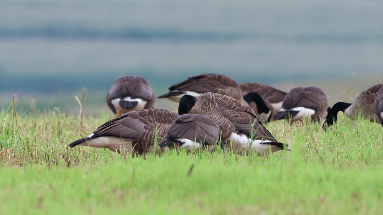 풀밭에서 먹이를 먹고 있는 작은 무리의 야생 캐나다 기러기