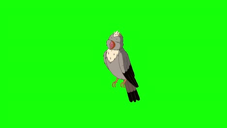 the lark bird sits and sings 4k chroma key