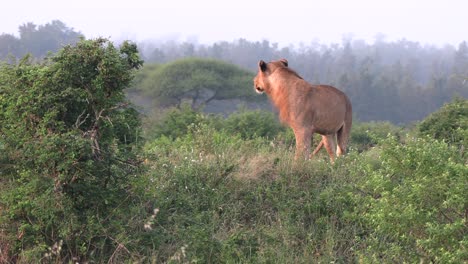 A-young-male-lion-stands-up-and-looks-around-as-if-something-has-caught-his-attention