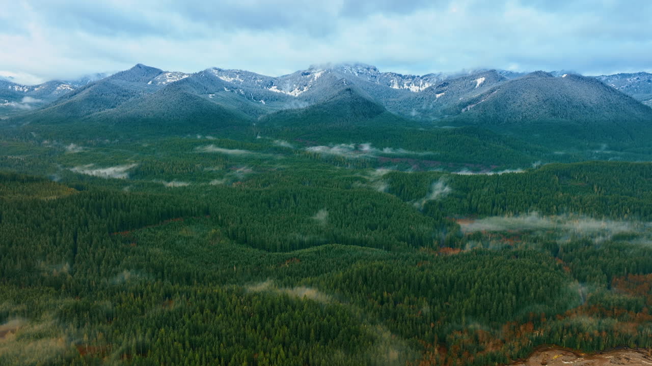 Morning foggy mountain forest. Summer green nature landscapes.