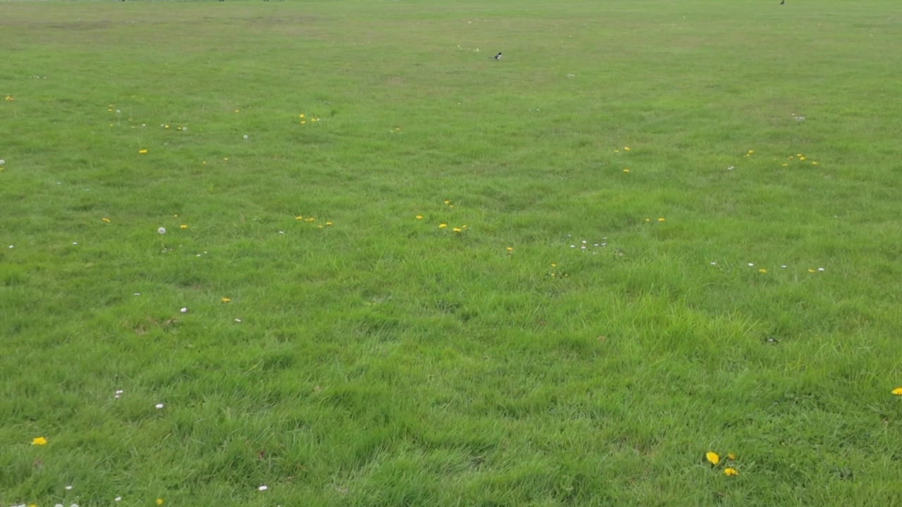Un'immagine fissa di un vasto campo di erba e fiori con persone che camminano e vanno in bicicletta in lontananza