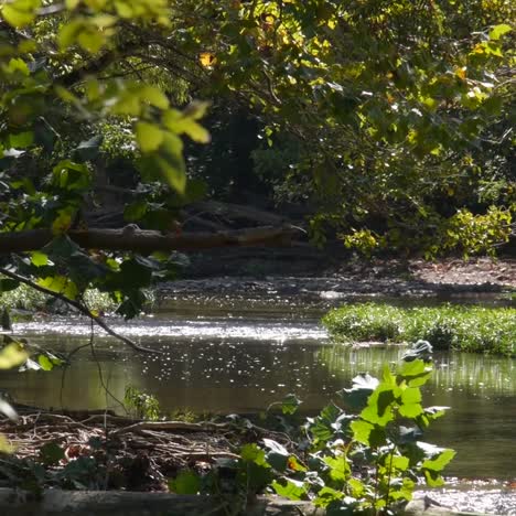 olentangy river in ohio. scenic waterway