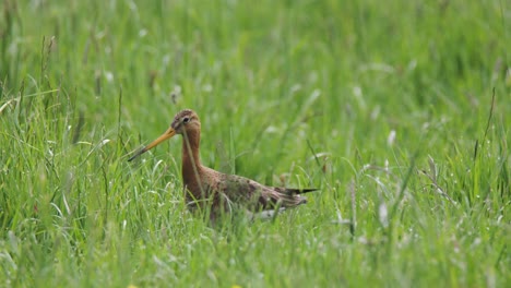 common snipe in a grassy field