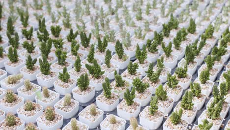 de nombreuses plantes mignonnes et petites de la famille des cactus dans des pots fleuris à la pépinière