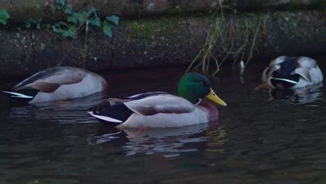 Male-ducks-float-next-to-the-bank-of-a-canal