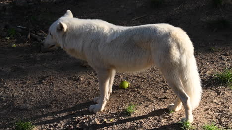 polar wolf lit by the sunrise, warm color on his white fur, mammal in a forest
