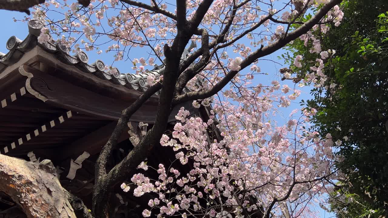 Ripresa cinematografica rotante che guarda verso l'alto il cielo azzurro, i fiori di ciliegio e un castello giapponese.