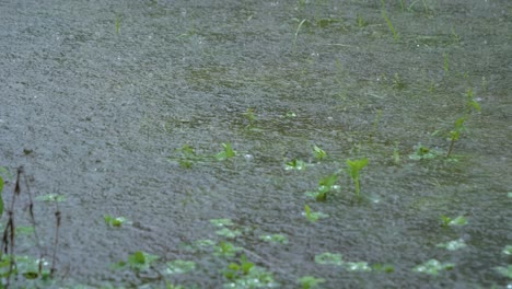 在熱帶風暴期間,強烈的雨水落在湖面上的靜態影像