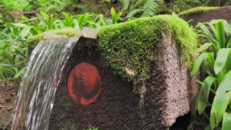 características del agua en un jardín tropical