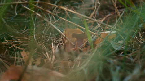 pequeña hormiga arrastrándose por el suelo en el bosque verde y tranquilo cerca de la hierba. atmósfera salvaje.