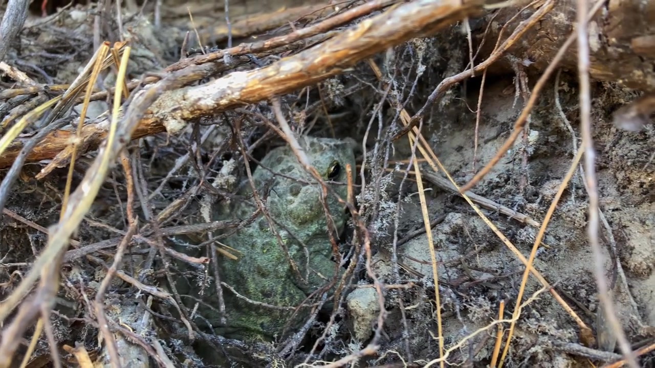 Dobrze zakamuflowana ropucha spoczywa pod zaroślami i gałązkami na dnie lasu, wtapiając się w otoczenie w naturalnym środowisku leśnym.