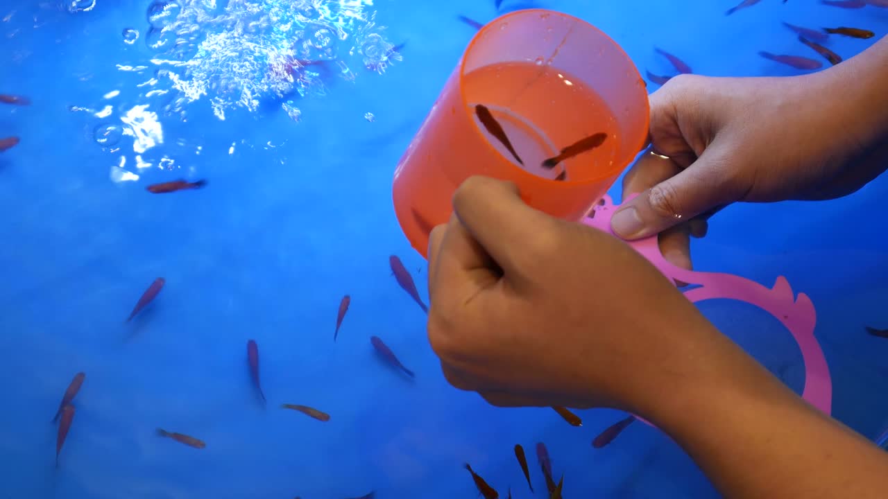 골드피시 스쿠핑 게임