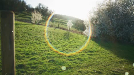 flurries near tree in circle of light | blooming white trees in apple orchid, farmland in germany, europe, 4k