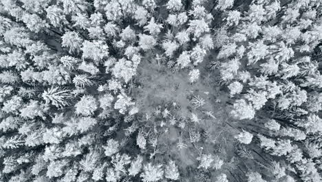 La-Cámara-Aérea-Despega-Sobre-El-Bosque-Nevado-De-Invierno-En-Modo-Cohete.