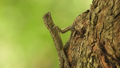 lizard in tree - relaxing -eyes