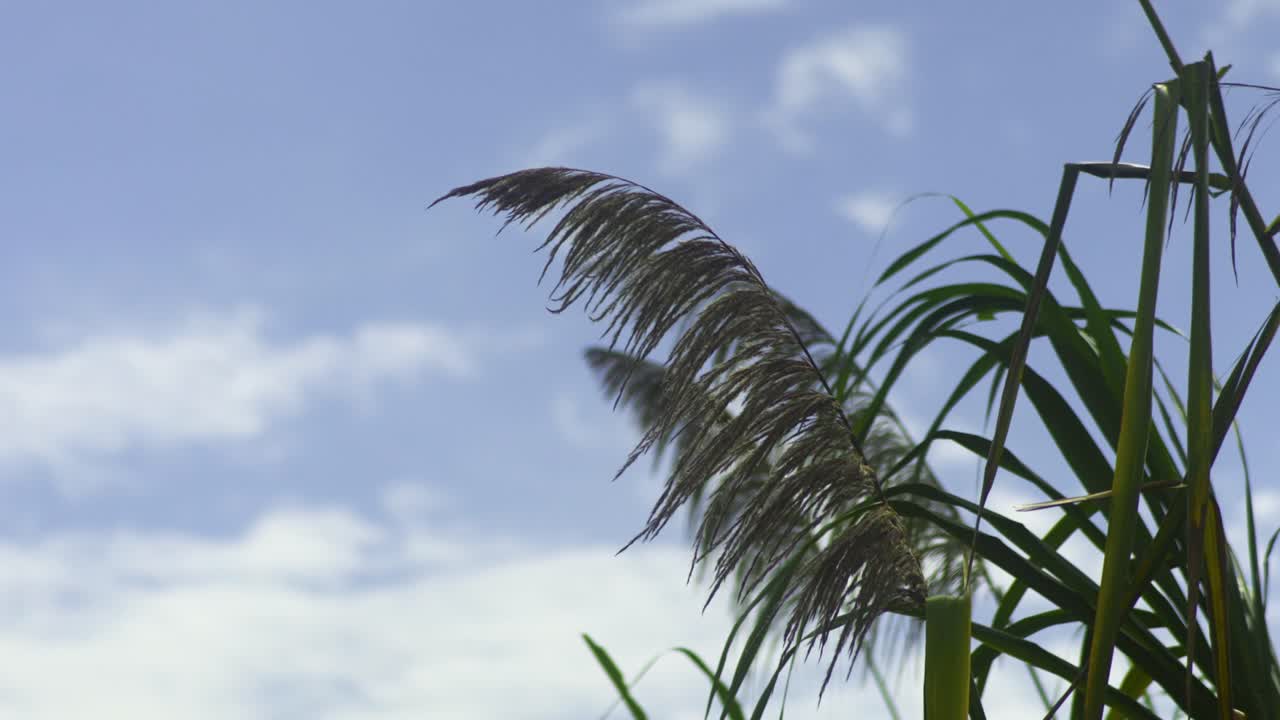 Wild brown pampas grass in sunny blue sky moving in the wind, slow mo