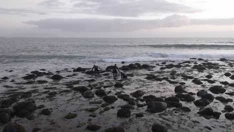 surfers walk on slippery rocks during low tide to reach surfing spot in iceland