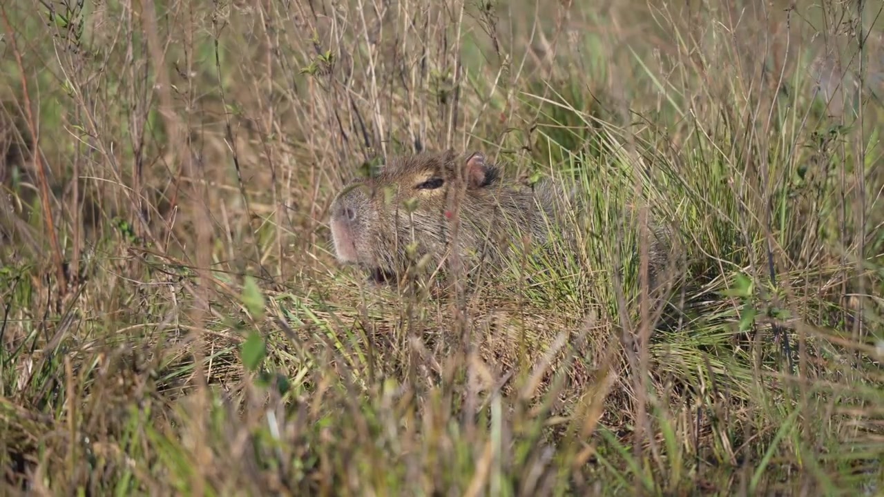 Capybara lies almost concealed in tall marsh grass in the Ibera Wetlands of Argentina, with only its head visible as it rests in the sunlit vegetation.