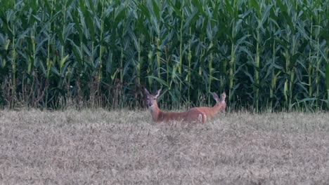 Un-Venado-De-Cola-Blanca-Alimentándose-En-Un-Campo-De-Trigo-A-última-Hora-De-La-Tarde-Después-De-La-Puesta-Del-Sol