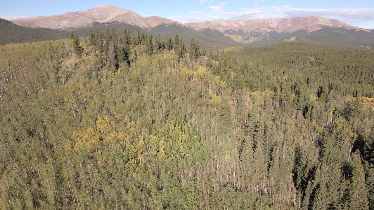 vista aérea ascendente que se inclina hacia arriba desde una cresta cubierta de álamos para revelar el monte silverheels en la distancia