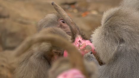 a group of hamadryas baboons grooming a young baboon, demonstrating a common behavior among monkeys