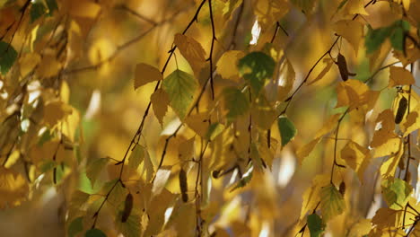 beautiful birch tree autumn sunny park. dry yellow foliage swaying wind.