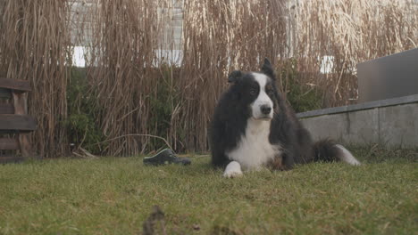 medium wide shot of a dog lying in the garden on a sunny spring morning