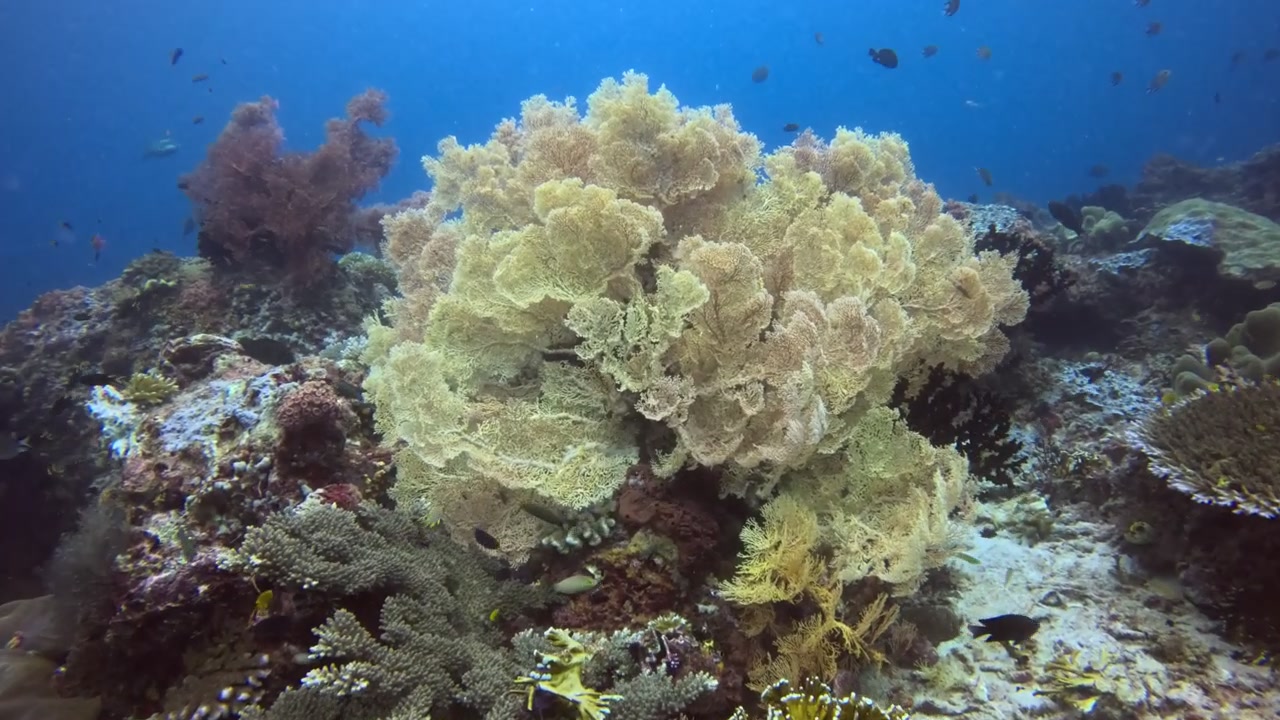 Krásný velký žlutý mořský vějíř rostoucí pod vodami Národního parku Raja Ampat
