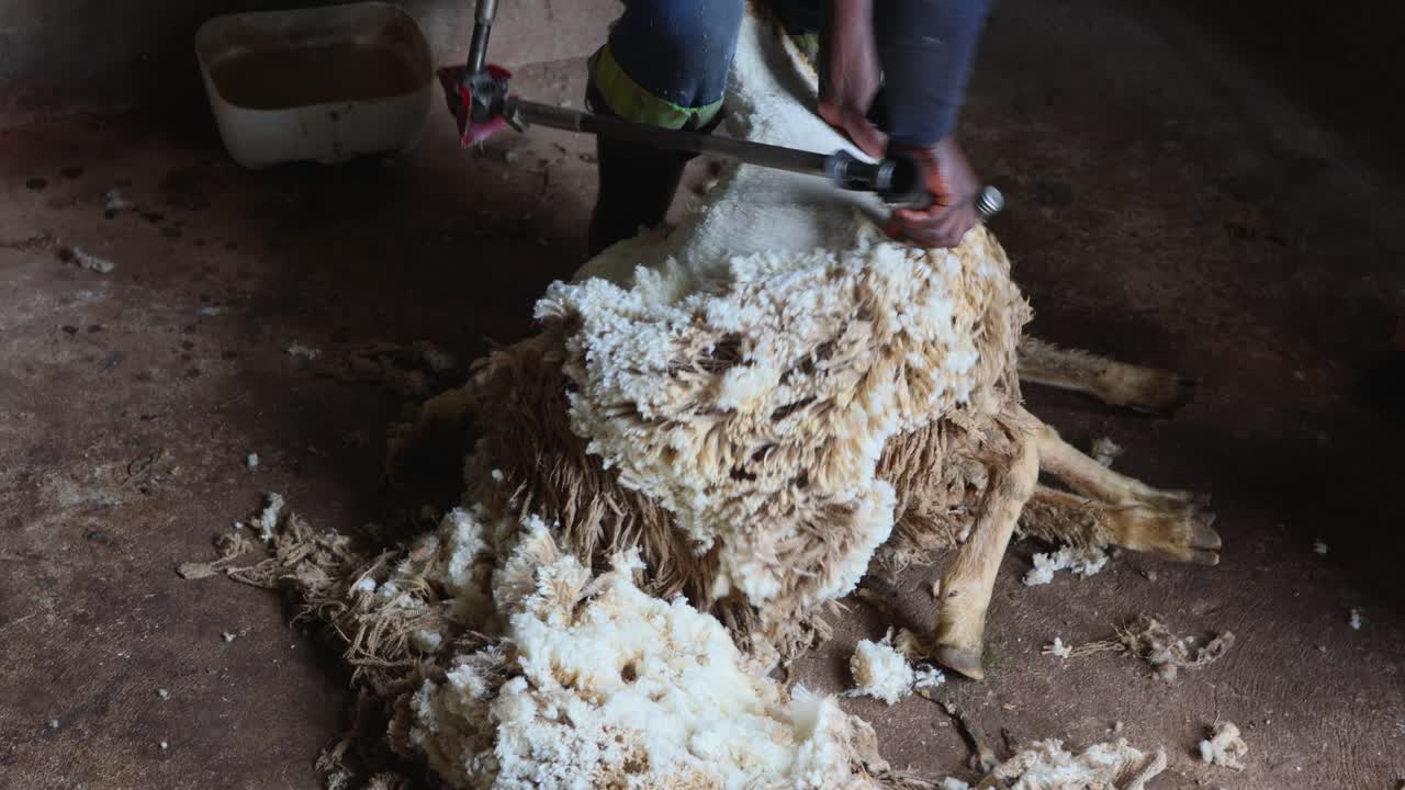 Agricultural worker shearing wool off a sheep in a barn with electric clippers, medium shot