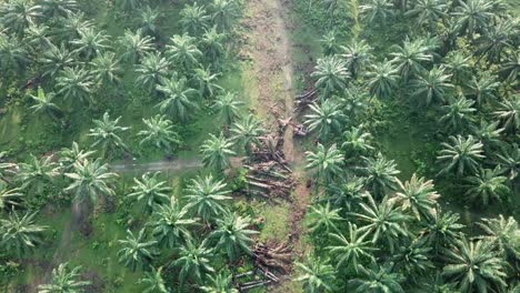 bird eye view oil palm plantation and some dead oil palm trees.