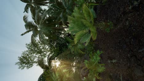 tropical green forest view with sun flare in morning